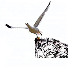 oltre le barriere